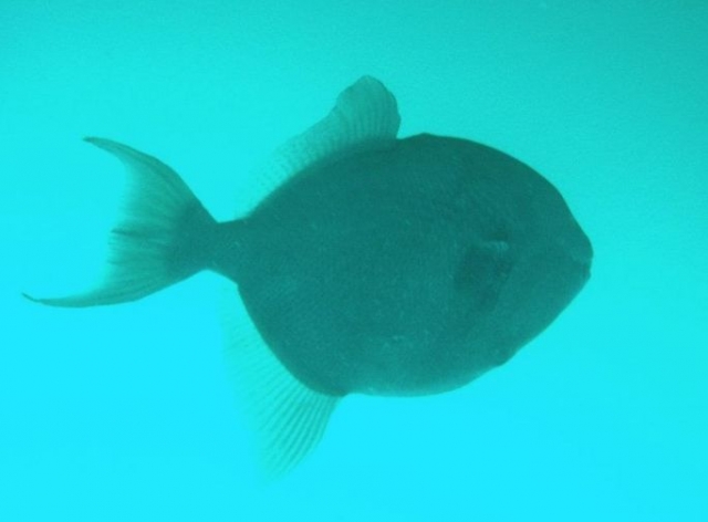  Ziegen-Drückerfisch 